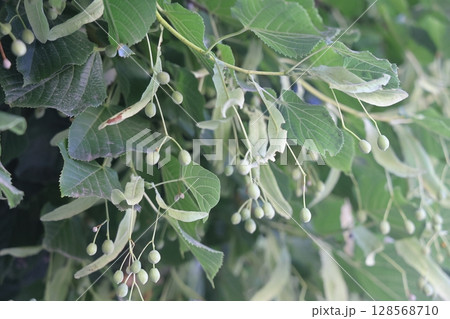 linden tree seeds closeup on green leaves background. linden tree seeds closeup on green leaves background. 128568710