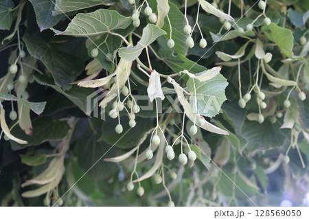 linden tree seeds closeup on green leaves background. linden tree seeds closeup on green leaves background. 128569050