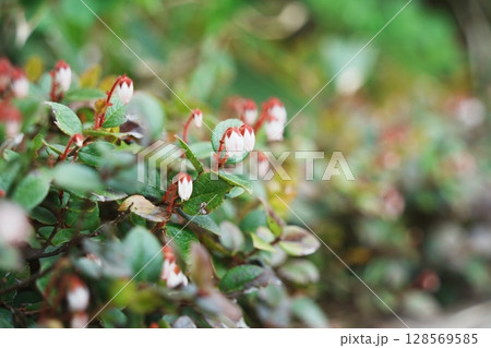 アカモノ 128569585