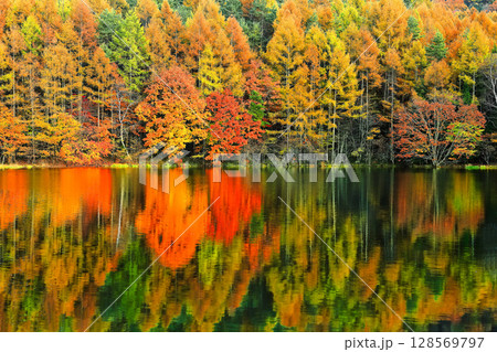 【長野県】シンメトリーな御射鹿池の紅葉 128569797