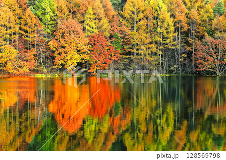 【長野県】シンメトリーな御射鹿池の紅葉 【長野県】シンメトリーな御射鹿池の紅葉 128569798