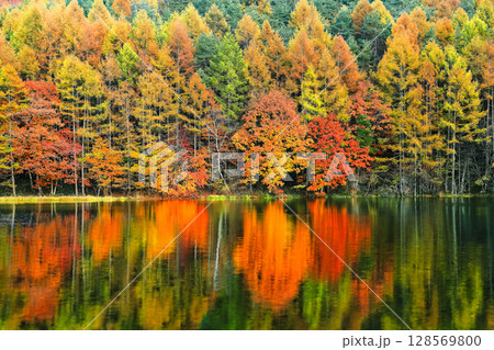 【長野県】シンメトリーな御射鹿池の紅葉 【長野県】シンメトリーな御射鹿池の紅葉 128569800