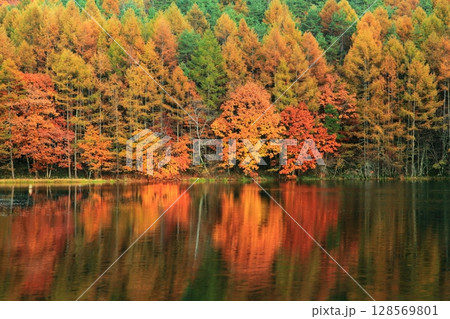 【長野県】シンメトリーな御射鹿池の紅葉 128569801