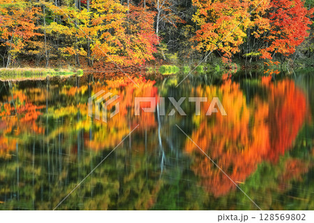 【長野県】シンメトリーな御射鹿池の紅葉 128569802