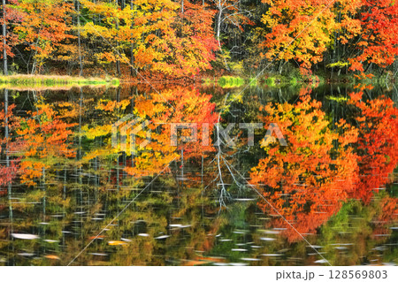 【長野県】シンメトリーな御射鹿池の紅葉 128569803