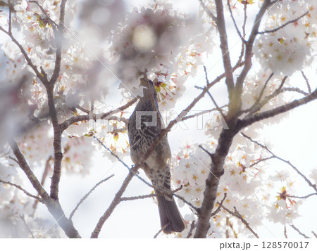 桜に埋もれるヒヨドリ 桜に埋もれるヒヨドリ 128570017