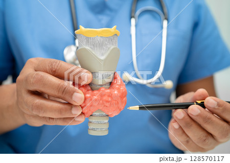 Hyperthyroidism, Overactive Thyroid, Thyroid Lymphoma, Asian doctor with thyroid gland human anatomy model in hospital. Hyperthyroidism, Overactive Thyroid, Thyroid Lymphoma, Asian doctor with thyroid gland human anatomy model in hospital. 128570117