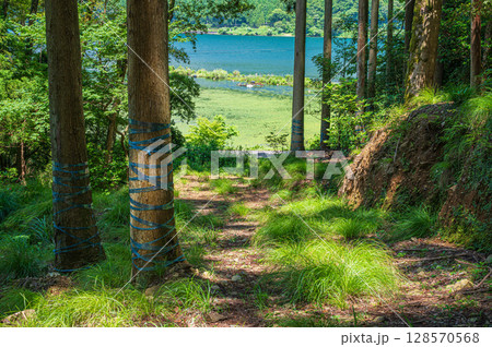 奥琵琶湖の針葉樹林 滋賀県長浜市 奥琵琶湖の針葉樹林 滋賀県長浜市 128570568