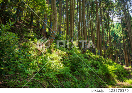 奥琵琶湖の針葉樹林　滋賀県長浜市 128570570
