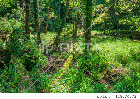 湿地の倒木　奥琵琶湖　滋賀県長浜市 128570572
