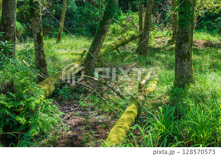 湿地の倒木　奥琵琶湖　滋賀県長浜市 128570573