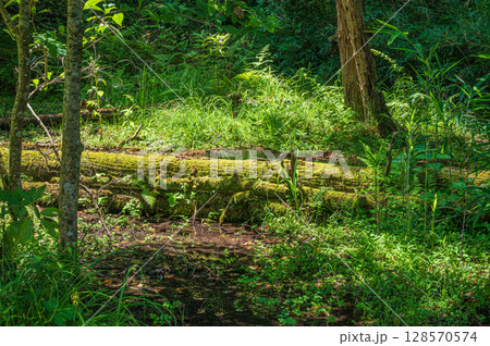 苔に覆われた湿地の倒木　奥琵琶湖　滋賀県長浜市 128570574