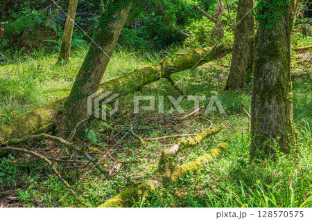 湿地の倒木 奥琵琶湖 滋賀県長浜市 湿地の倒木 奥琵琶湖 滋賀県長浜市 128570575
