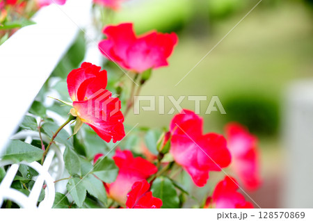 近所で見た薔薇園 近所で見た薔薇園 128570869