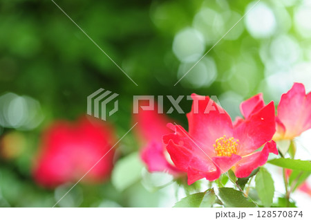 近所で見た薔薇園 128570874