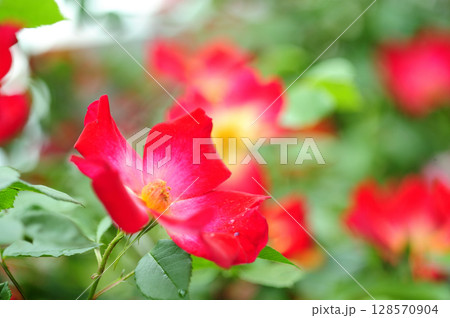 近所で見た薔薇園 128570904