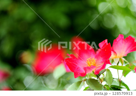 近所で見た薔薇園 128570913