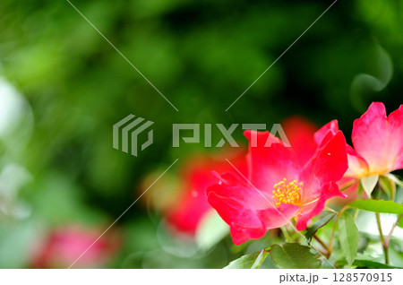 近所で見た薔薇園 近所で見た薔薇園 128570915