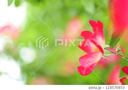 近所で見た薔薇園 近所で見た薔薇園 128570933