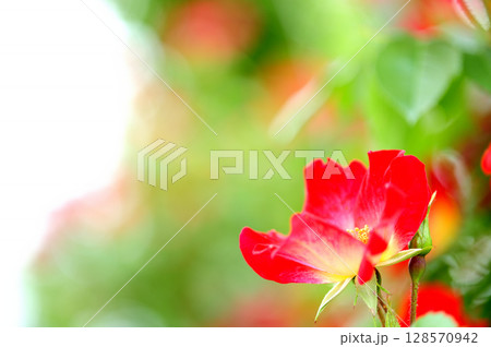 近所で見た薔薇園 128570942
