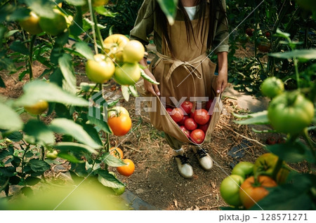 Girl is collected bunch of tomatoes in the cloth, in the garden 128571271