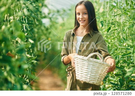 White colored basket in hands. Little girl is in the garden with tomatoes White colored basket in hands. Little girl is in the garden with tomatoes 128571280