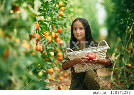 White colored basket in hands. Little girl is in the garden with tomatoes 128571288