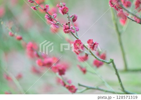 いつか見た梅の花 128571319