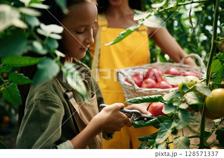 Woman and girl are in the garden with tomatoes together Woman and girl are in the garden with tomatoes together 128571337