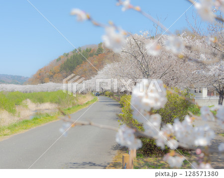 桜並木に前ボケの桜を入れて。 桜並木に前ボケの桜を入れて。 128571380