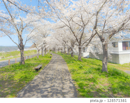 桜並木道を歩く 128571381