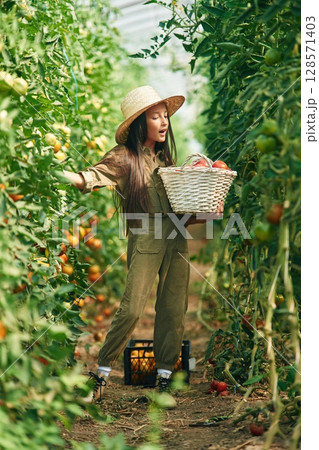 Collecting tomatoes into the basket. Little girl is in the garden with tomatoes 128571403