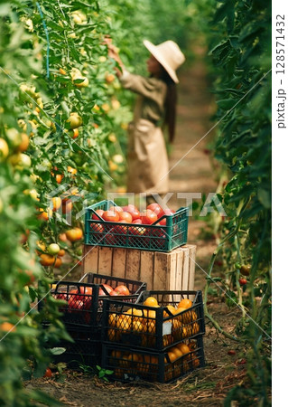 With bunch of tomatoes. Little girl is in the garden With bunch of tomatoes. Little girl is in the garden 128571432