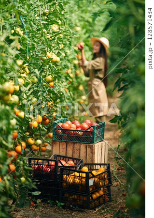 Conception of harvest. Little girl is in the garden with tomatoes 128571434