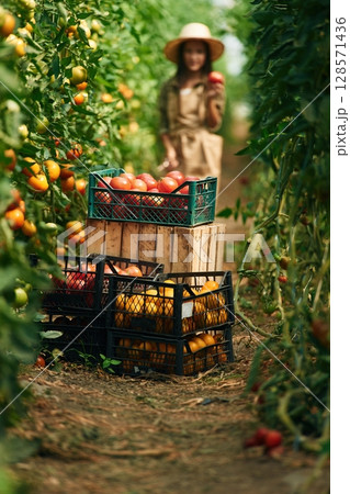 Conception of harvest. Little girl is in the garden with tomatoes 128571436