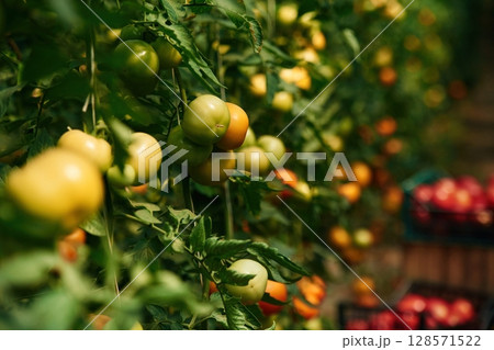 Close up view. Garden with fresh tomatoes at daytime Close up view. Garden with fresh tomatoes at daytime 128571522