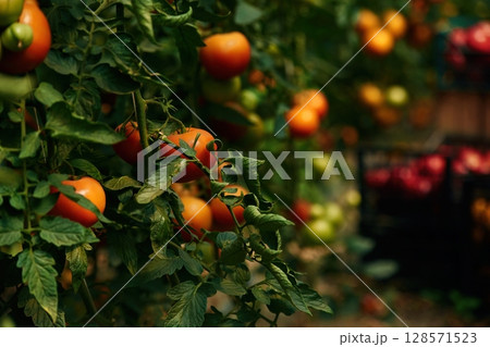 Close up view. Garden with fresh tomatoes at daytime Close up view. Garden with fresh tomatoes at daytime 128571523