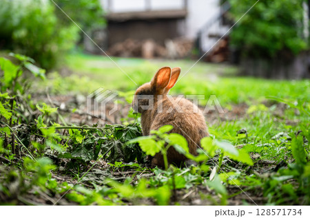 Cute brown rabbit sitting on green grass in backyard garden Cute brown rabbit sitting on green grass in backyard garden 128571734