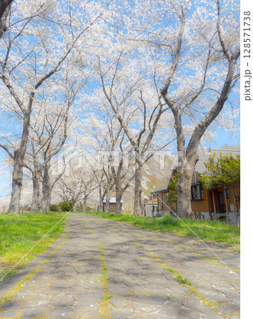 桜並木をローアングルかつ縦構図で撮影 128571738