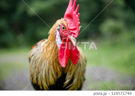 Close-up portrait of a rooster with red comb and wattles in farmyard setting Close-up portrait of a rooster with red comb and wattles in farmyard setting 128571740