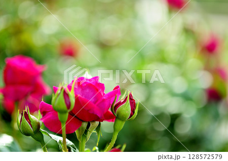 バラ園でみた花 バラ園でみた花 128572579