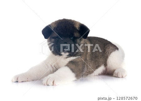 puppy amerikan akita in studio 128572670