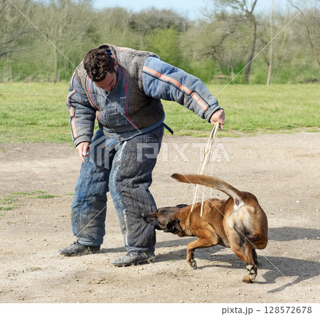 training of belgian shepherd training of belgian shepherd 128572678