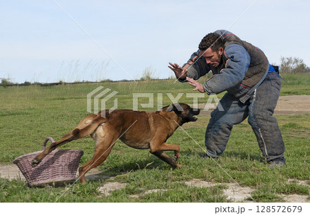 training of belgian shepherd 128572679