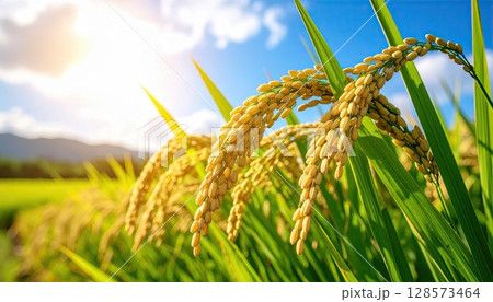 《AI画像》収穫間近のよく実った稲穂 128573464