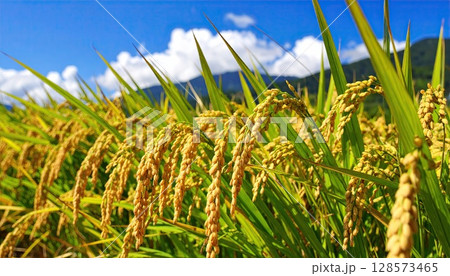 《AI画像》収穫間近のよく実った稲穂 128573465