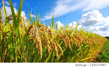 《AI画像》収穫間近のよく実った稲穂 128573467