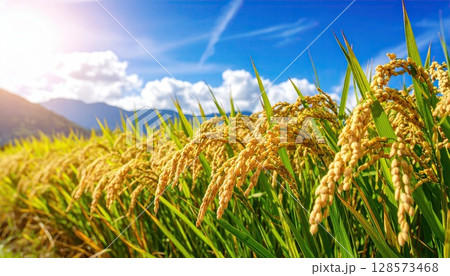 《AI画像》収穫間近のよく実った稲穂 128573468
