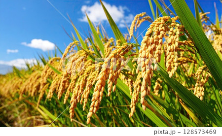 《AI画像》収穫間近のよく実った稲穂 《AI画像》収穫間近のよく実った稲穂 128573469