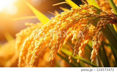 《AI画像》収穫間近のよく実った稲穂 128573472